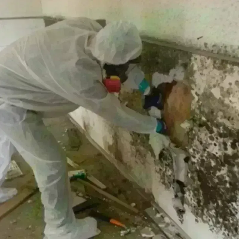 Mold Remediation and Removal in Hagerman, NM